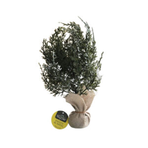 Arvore de natal mini 30cm ref nta86005 Fartex