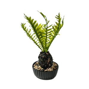 Vaso 11x8cm decorativo c/ samambaia artificial 4820 C3B Comercio